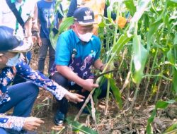 Wabup Pringsewu Panen Perdana Sorgum di Pekon Pandansari