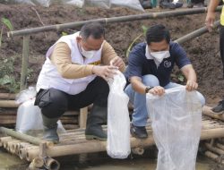 Wabup Pringsewu Tebar Benih Ikan Nila di Kedung Wungu