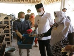 Budidaya Maggot di Pringsewu Menjanjikan
