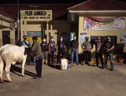 Tim Buser Polsek Gading Rejo Ringkus Pencuri Sapi