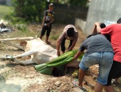 Warga Komplek Perum BW dan GAS Pringsewu Potong Hewan Kurban