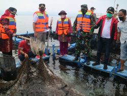 Dewi Handajani Panen Perdana Ikan Kerapu Jenis Cantang di Way Nipah