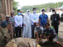 Bupati Pesibar Hadiri Penyembelihan Hewan kurban di Pekon Gunung Kemala