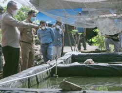 Ikan Koi Berpeluang Jadi Komoditi Unggulan Pringsewu