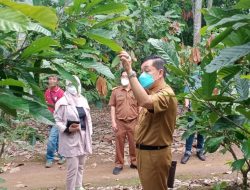 Kadis Perkebunan Tinjau Petani Kakao di Pesawaran