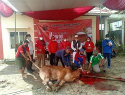 PDI Lampung Kurban 8 Ekor Sapi
