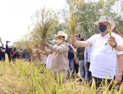 Airlangga Hartarto dan Gubernur Panen Perdana Padi Gogo di Tubaba
