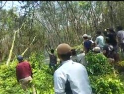 Mengamuk, Masyarakat 7 Tiyuh Tebang Pohon Karet Perusahaan ARB di Lahan Adat 5 Keturunan Bandardewa