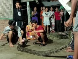 Warga Sumber Rejo Sejahtera Temukan Ular Piton 5 Meter