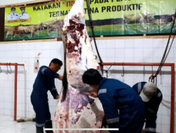 Stok Hewan Kurban di Lambar Aman