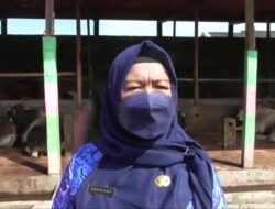 Pemkot Ajukan 1000 Vaksin PMK ke Pusat