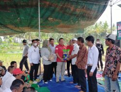 Wabup Buka Panen Raya Padi Varietas Unggul Lokal MSP