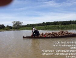 Luapan Sungai Batang Hari Rendam Lahan Pertanian Tiyuh Karta