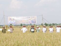 Wabup Way Kanan Hadiri Panen Padi Sawah Benih Padi Inbrida Kampung Bumi Agung