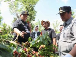 Gubernur Lampung Lokasi Penanaman Sistem Tumpang Sari Kopi–Lada di Pekon Sinar Jaya Lambar