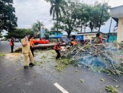 Cuaca Ekstrem di Bandarlampung Sebabkan Sejumlah Pohon Besar Tumbang