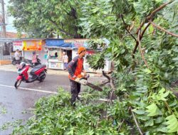 Hujan Deras Picu Tiga Pohon Tumbang di Bandar Lampung, BPBD Lakukan Evakuasi Cepat