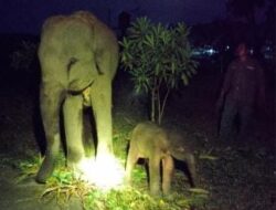 Bayi Gajah Betina Kembali Lahir di TNWK pada 4 Desember 2025 dalam Keadaan Sehat