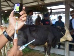 Pemkot Bandar Lampung Terima 500 Dosis Vaksin PMK, Perketat Antisipasi Jelang Lebaran