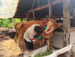 Pemprov Lampung Lakukan Percepatan Pengendalian PHMS Khususnya PMK