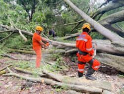 BPBD Bandarlampung Catat 77 Pohon Tumbang Terjadi Sepanjang Januari hingga April 2026