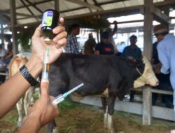 Dinas Pertanian Bandar Lampung Vaksin 210 Ekor Hewan Ternak Jelang Idul Adha 2026