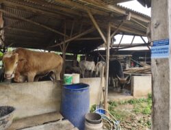 Hewan Kurban di Bandar Lampung Dipastikan Dalam Kondisi Sehat dan Aman Dikonsumsi