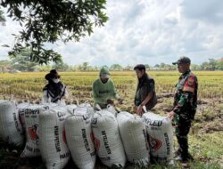 Perum Bulog Lampung Telah Realisasikan Penyerapan Gabah 369.000 Ton
