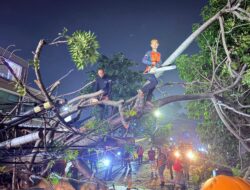 BPBD Bandar Lampung Evakuasi Pohon Kedondong Tumbang Timpa Rumah dan Atap Warung Warga