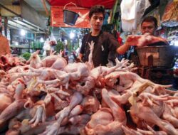 Harga Ayam Ras di Bandar Lampung Sempat Melonjak Capai Rp43 Ribu/Kg
